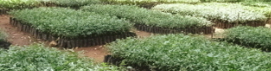 Photo of Better Globe Neem tree nursery in Africa