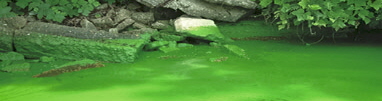 Photo of natural spirulina algae in lake