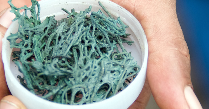 Spirulina benefits