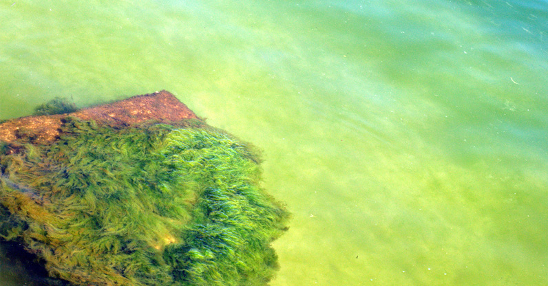 Spirulina history